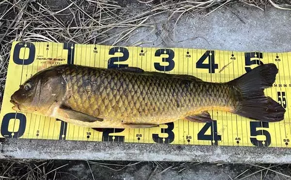 「真冬の手賀沼水系でのコイ（鯉）釣りで79cm本命浮上【千葉】 パンエサにヒット」の画像