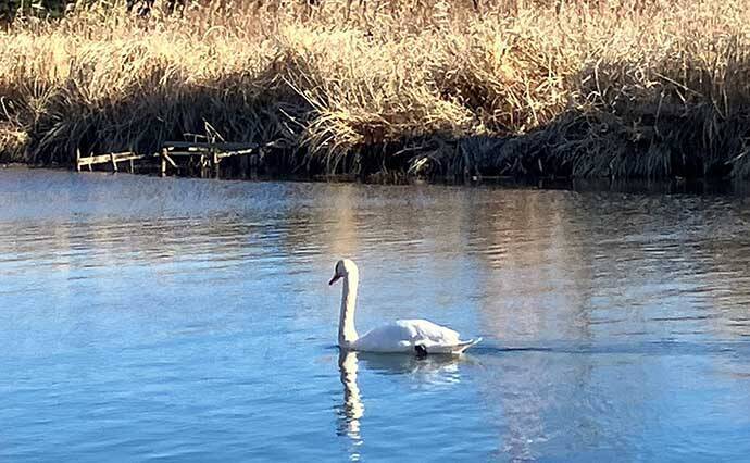 真冬の手賀沼水系でのコイ（鯉）釣りで79cm本命浮上【千葉】 パンエサにヒット