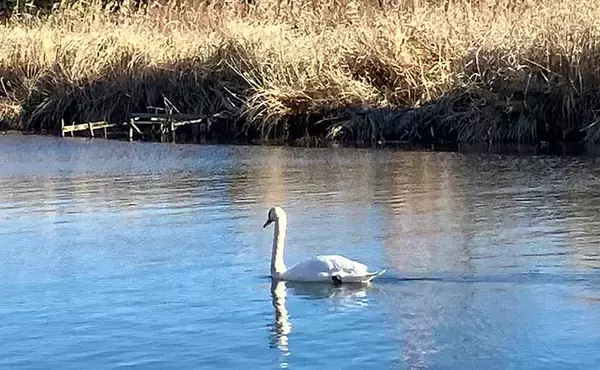 「真冬の手賀沼水系でのコイ（鯉）釣りで79cm本命浮上【千葉】 パンエサにヒット」の画像