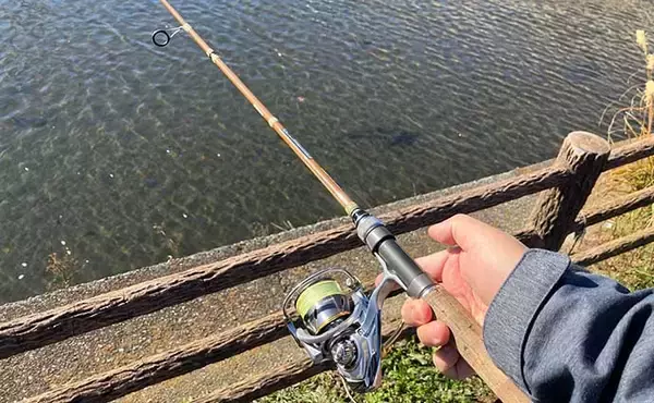 「真冬の手賀沼水系でのコイ（鯉）釣りで79cm本命浮上【千葉】 パンエサにヒット」の画像