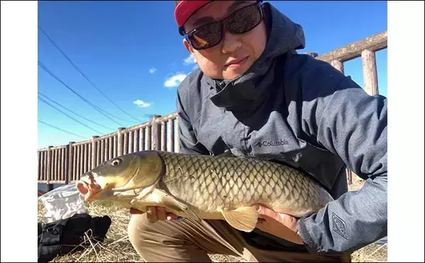 「真冬の手賀沼水系でのコイ（鯉）釣りで79cm本命浮上【千葉】 パンエサにヒット」の画像