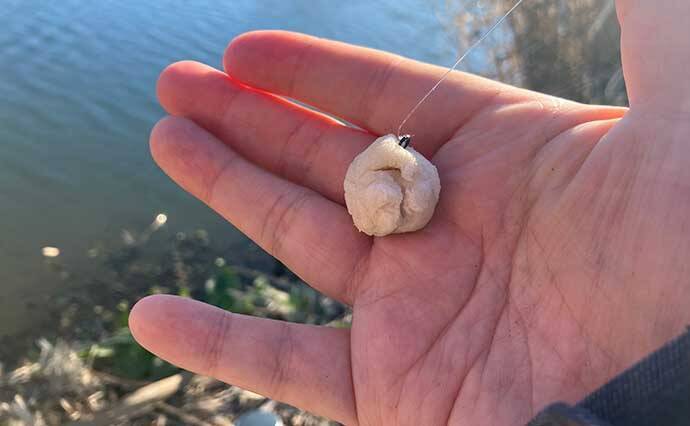 真冬の手賀沼水系でのコイ（鯉）釣りで79cm本命浮上【千葉】 パンエサにヒット