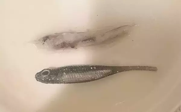 「ベイトに似せ過ぎたルアーには魚が食わないワケ　スレたシーンでは有効なことも？」の画像