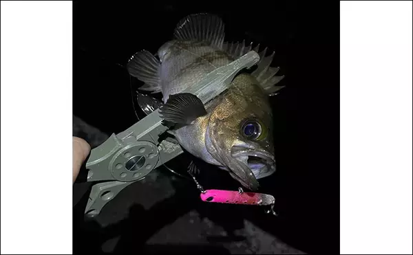 「ベイトに似せ過ぎたルアーには魚が食わないワケ　スレたシーンでは有効なことも？」の画像