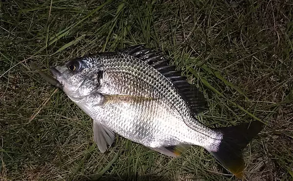 「ベイトに似せ過ぎたルアーには魚が食わないワケ　スレたシーンでは有効なことも？」の画像