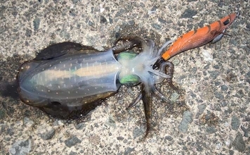 初心者同行のエギング釣行でアテンドに大苦戦【福井】風裏＆明るさの必要性を痛感