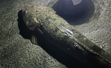 ダイソーの「クラブワーム」で良型マゴチをキャッチ【浜名湖】直リグに即ヒット！