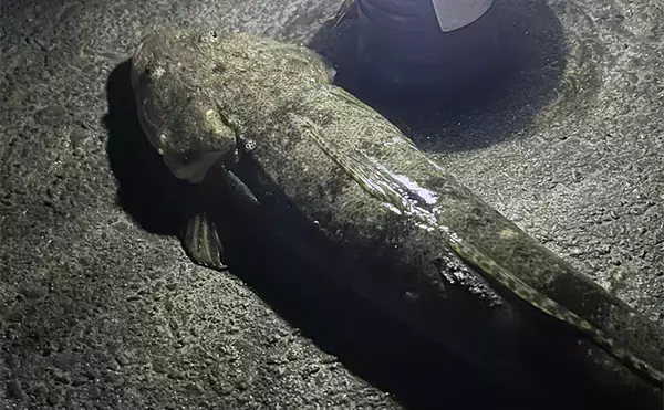 ダイソーの「クラブワーム」で良型マゴチをキャッチ【浜名湖】直リグに即ヒット！