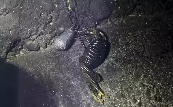 「ダイソーの「クラブワーム」で良型マゴチをキャッチ【浜名湖】直リグに即ヒット！」の画像