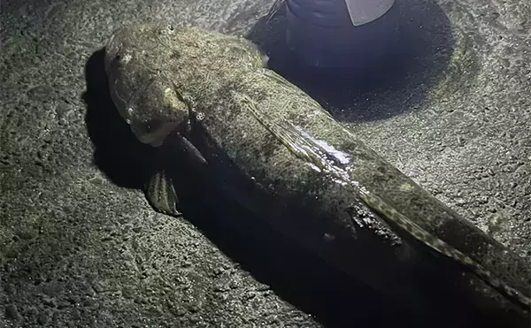 「ダイソーの「クラブワーム」で良型マゴチをキャッチ【浜名湖】直リグに即ヒット！」の画像