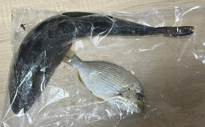 ダイソーの「クラブワーム」で良型マゴチをキャッチ【浜名湖】直リグに即ヒット！