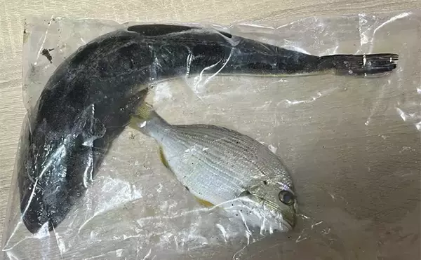 「ダイソーの「クラブワーム」で良型マゴチをキャッチ【浜名湖】直リグに即ヒット！」の画像