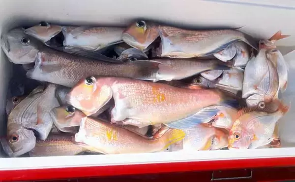 相良沖の底物五目釣りで35cmシロアマダイ手中！【静岡】アマダイ8匹＆キダイも50匹超え