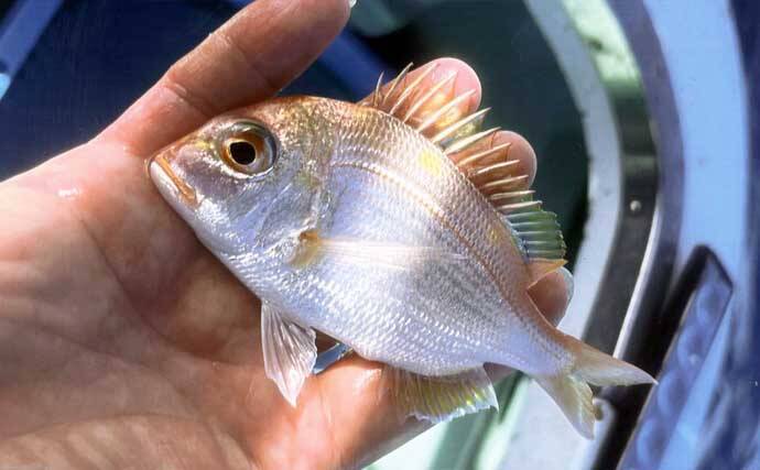 相良沖の底物五目釣りで35cmシロアマダイ手中！【静岡】アマダイ8匹＆キダイも50匹超え