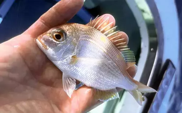 「相良沖の底物五目釣りで35cmシロアマダイ手中！【静岡】アマダイ8匹＆キダイも50匹超え」の画像