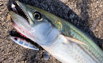 「サゴシ回遊は終盤戦か」大阪南港魚つり園でのショアジギ釣行でなんとかサゴシ1本