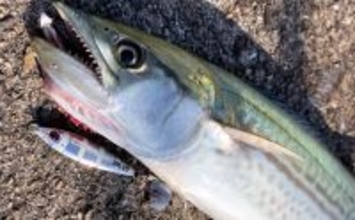 「サゴシ回遊は終盤戦か」大阪南港魚つり園でのショアジギ釣行でなんとかサゴシ1本