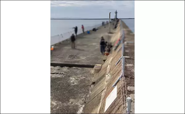 「「サゴシ回遊は終盤戦か」大阪南港魚つり園でのショアジギ釣行でなんとかサゴシ1本」の画像