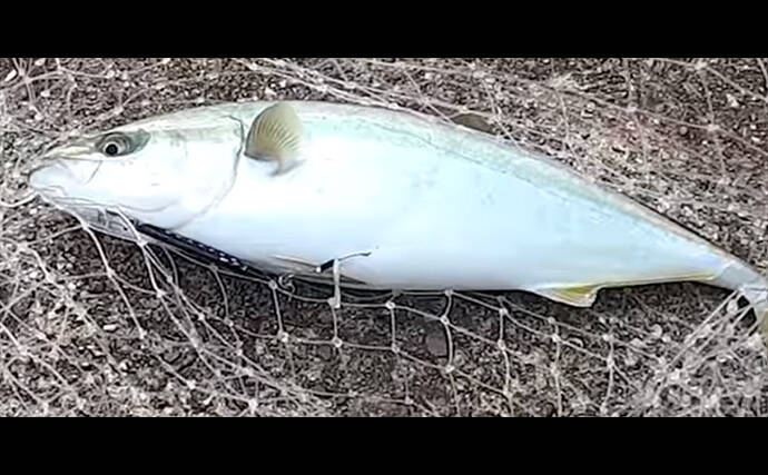 「サゴシ回遊は終盤戦か」大阪南港魚つり園でのショアジギ釣行でなんとかサゴシ1本
