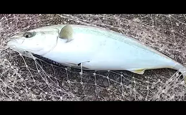 「「サゴシ回遊は終盤戦か」大阪南港魚つり園でのショアジギ釣行でなんとかサゴシ1本」の画像