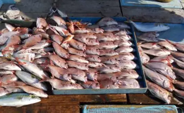 「【沖釣り釣果速報】伊良湖沖の泳がせ釣りで57cm頭にヒラメ6匹手中！冬の高級魚が開幕好調（愛知）」の画像