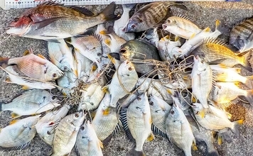 常滑港のウキダンゴ釣りでクロダイ・キビレが連発！【愛知】38cm筆頭にゲスト交えて39匹