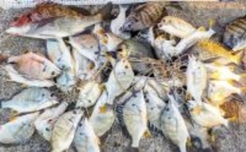 常滑港のウキダンゴ釣りでクロダイ・キビレが連発！【愛知】38cm筆頭にゲスト交えて39匹