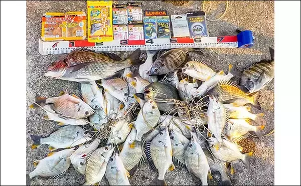 「常滑港のウキダンゴ釣りでクロダイ・キビレが連発！【愛知】38cm筆頭にゲスト交えて39匹」の画像