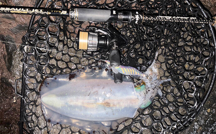 2026年の伊豆エリアの春アオリイカ【 X DAY 】を予測　磯の回遊狙いエギングが吉か