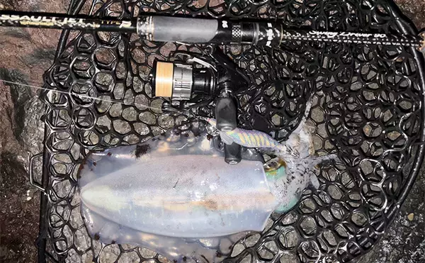 「2026年の伊豆エリアの春アオリイカ【 X DAY 】を予測　磯の回遊狙いエギングが吉か」の画像