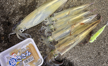 「堤防ヤリイカ釣りシーズン到来！」回遊の時合い逃さず1時間で5杯手中【福井】