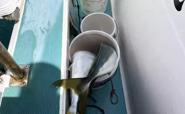 「「ブリが怒涛のラッシュ！」上越沖ジギングで本命ブリ船中全員安打達成【八海丸】」の画像