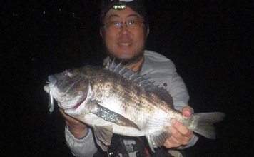 浜名湖・陸っぱりルアー釣果情報　小型のプラグルアーにクロダイ・キビレが連続バイト！