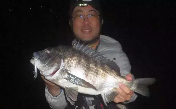 浜名湖・陸っぱりルアー釣果情報　小型のプラグルアーにクロダイ・キビレが連続バイト！