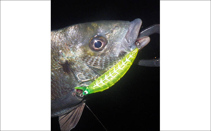 浜名湖・陸っぱりルアー釣果情報　小型のプラグルアーにクロダイ・キビレが連続バイト！