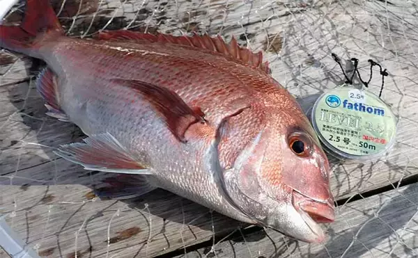 初めての「海上釣り堀」　【種類・選び方・事前準備・持ち物を解説】