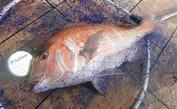 「初めての「海上釣り堀」　【種類・選び方・事前準備・持ち物を解説】」の画像