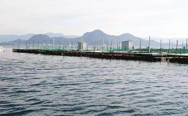 「初めての「海上釣り堀」　【種類・選び方・事前準備・持ち物を解説】」の画像