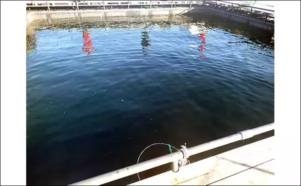 「初めての「海上釣り堀」　【種類・選び方・事前準備・持ち物を解説】」の画像