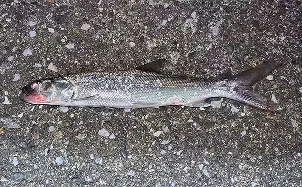 「「今年もカライワシが到来！」 40cm超えの良型をルアーで釣りあげるコツとは？」の画像