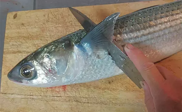 「釣魚で作る「食欲増進」レシピ：ボラのみそカツ　ニンニクが味の決め手」の画像