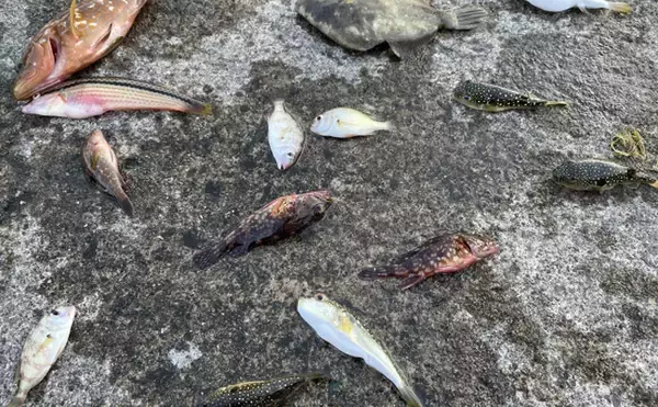 「目に見えない海洋ゴミ「ナノプラスチック」のせいで魚の生存率が低下する」の画像