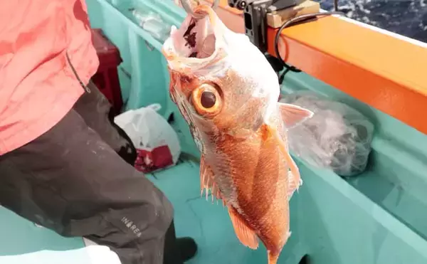 「犬吠埼沖の深場で赤い宝石浮上！」アカムツ釣りで43cm良型登場【千葉】