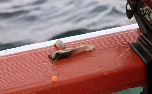 「「犬吠埼沖の深場で赤い宝石浮上！」アカムツ釣りで43cm良型登場【千葉】」の画像