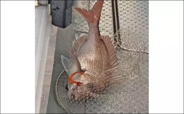 「高松沖タイラバ釣行で船中マダイ25尾と好調！【香川】サイズは40cm級が中心」の画像