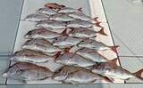 「高松沖タイラバ釣行で船中マダイ25尾と好調！【香川】サイズは40cm級が中心」の画像6
