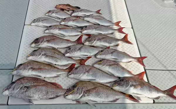 「高松沖タイラバ釣行で船中マダイ25尾と好調！【香川】サイズは40cm級が中心」の画像