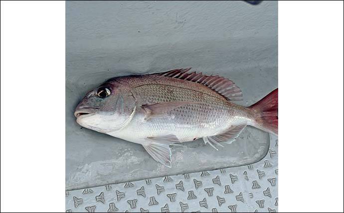高松沖タイラバ釣行で船中マダイ25尾と好調！【香川】サイズは40cm級が中心