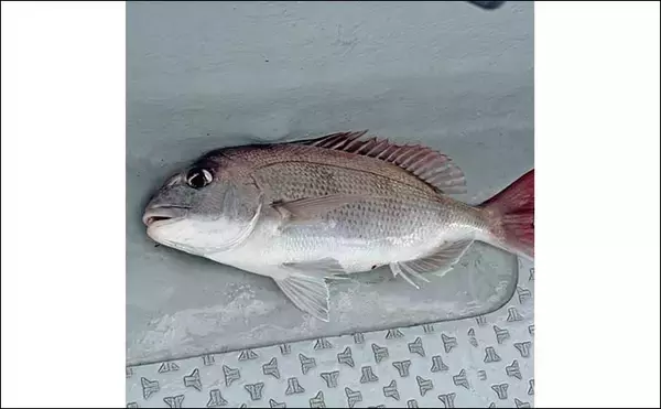 「高松沖タイラバ釣行で船中マダイ25尾と好調！【香川】サイズは40cm級が中心」の画像