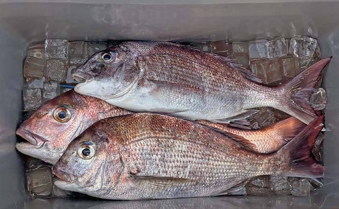 高松沖タイラバ釣行で船中マダイ25尾と好調！【香川】サイズは40cm級が中心